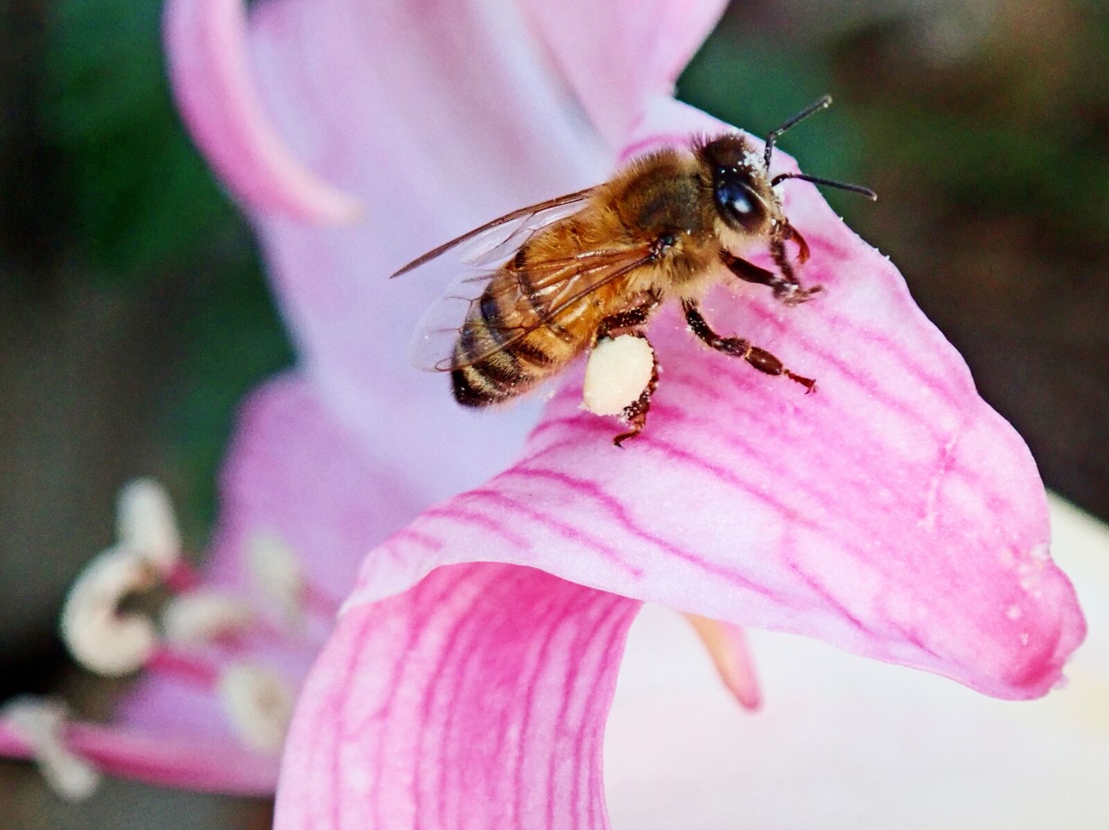Olympus TG-5 sample photo. Bee, insect, pollen photography
