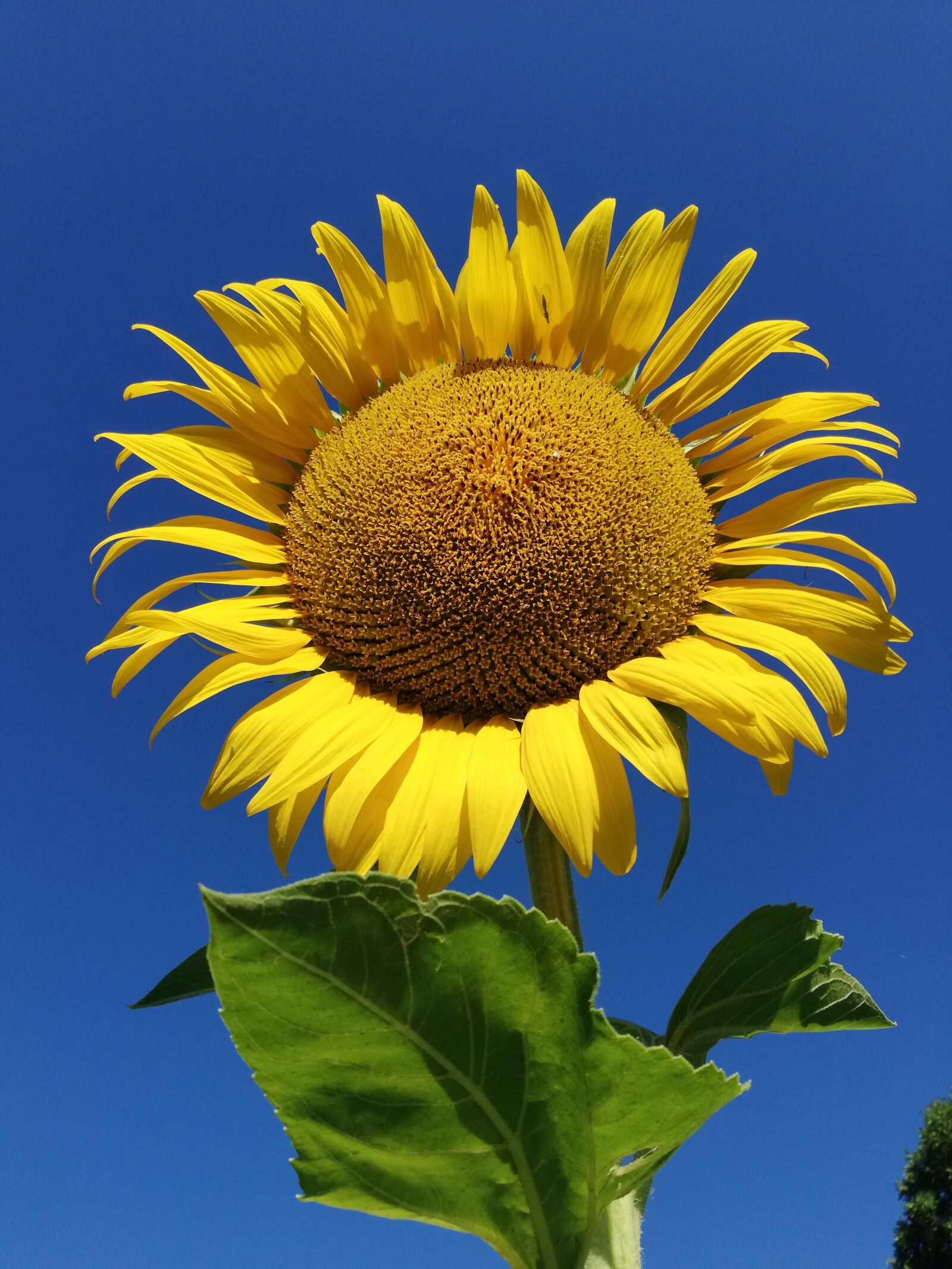 HUAWEI Mate 10 Lite sample photo. Sunflower, nature, flower photography