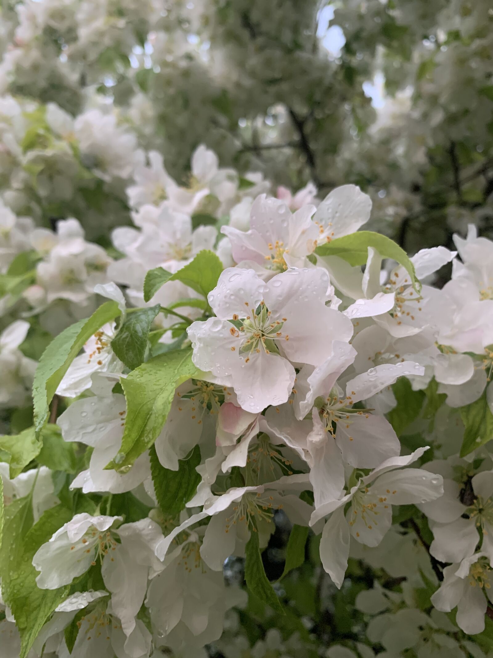 Apple iPhone XS Max + iPhone XS Max back dual camera 4.25mm f/1.8 sample photo. Cherry, blossom, white photography