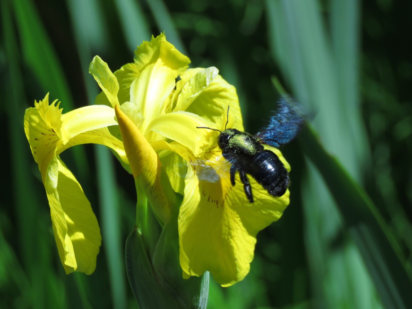 Canon PowerShot SX60 HS sample photo. Flower, bumblebee, insect photography