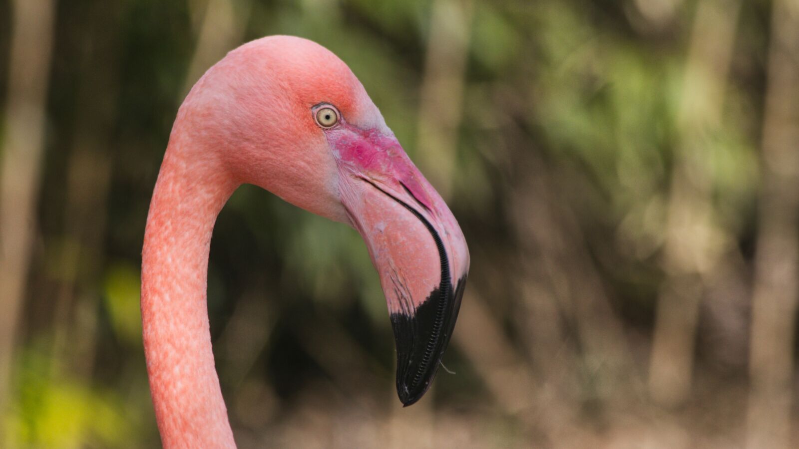 Canon EF 70-300mm F4-5.6 IS USM sample photo. Flamingo, pink, nature photography