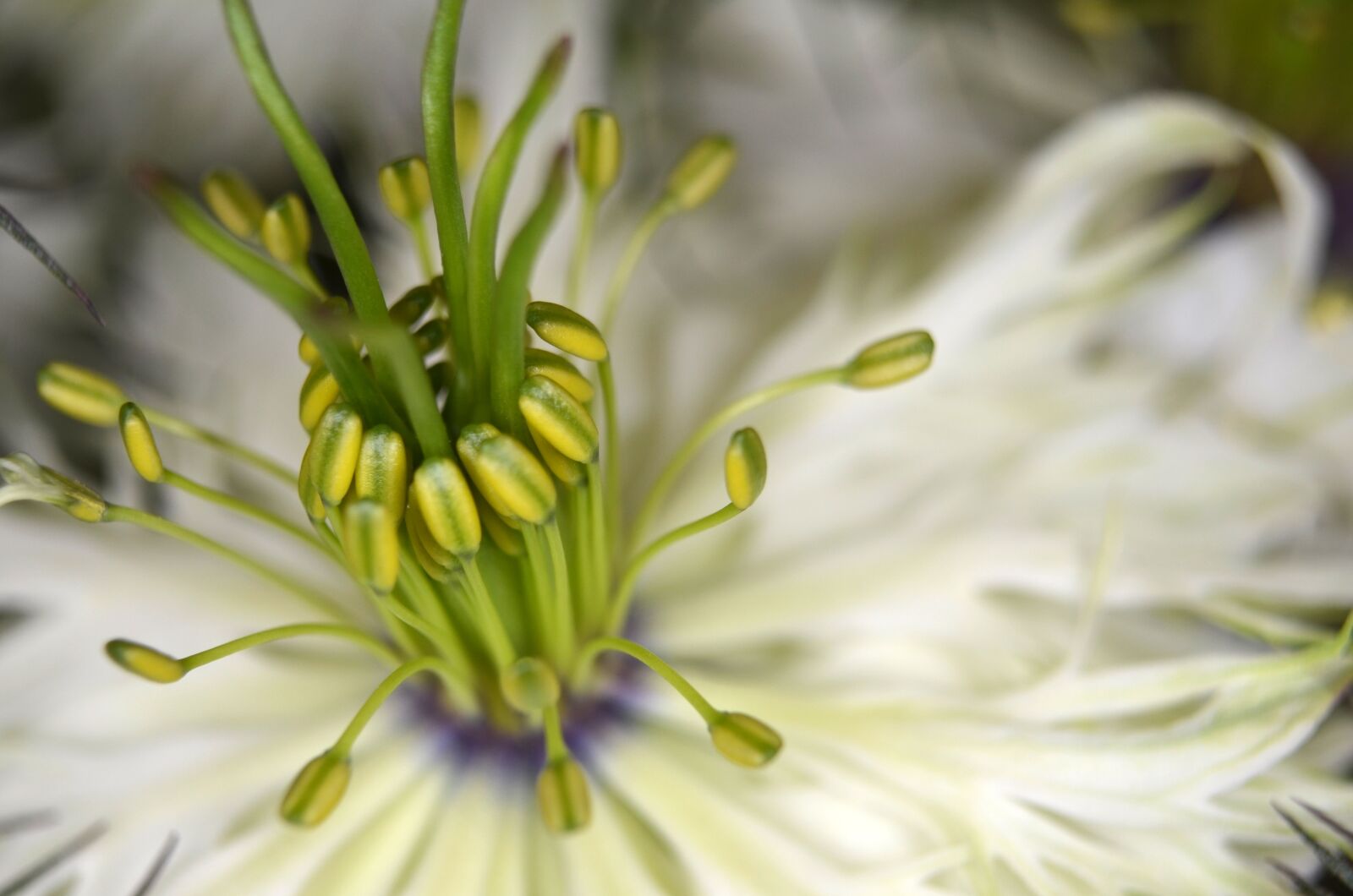 Nikon D5100 sample photo. Virgin in the green photography