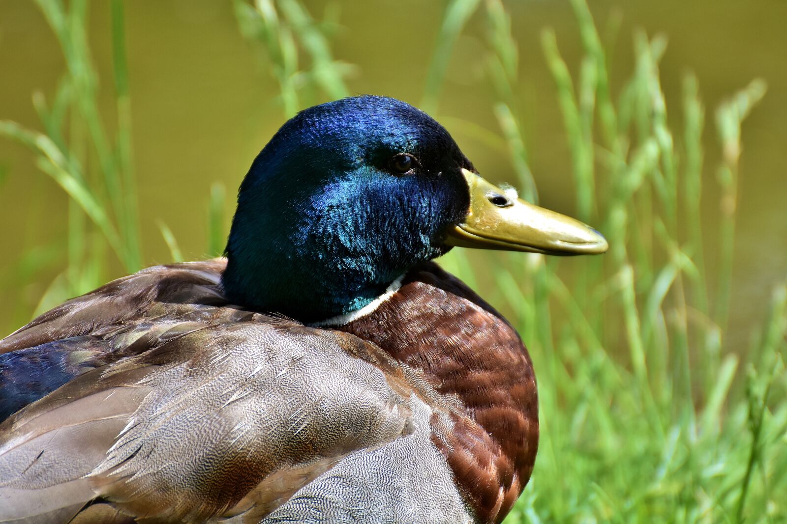 Nikon D7200 sample photo. Duck, water bird, drake photography