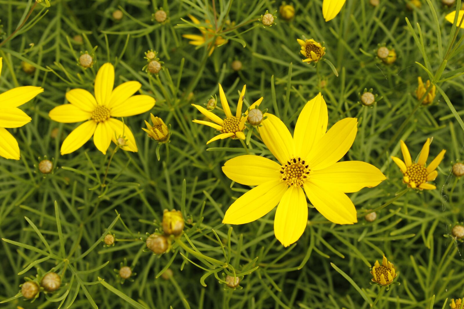 Canon EOS 1200D (EOS Rebel T5 / EOS Kiss X70 / EOS Hi) sample photo. Flower, yellow, blooms at photography