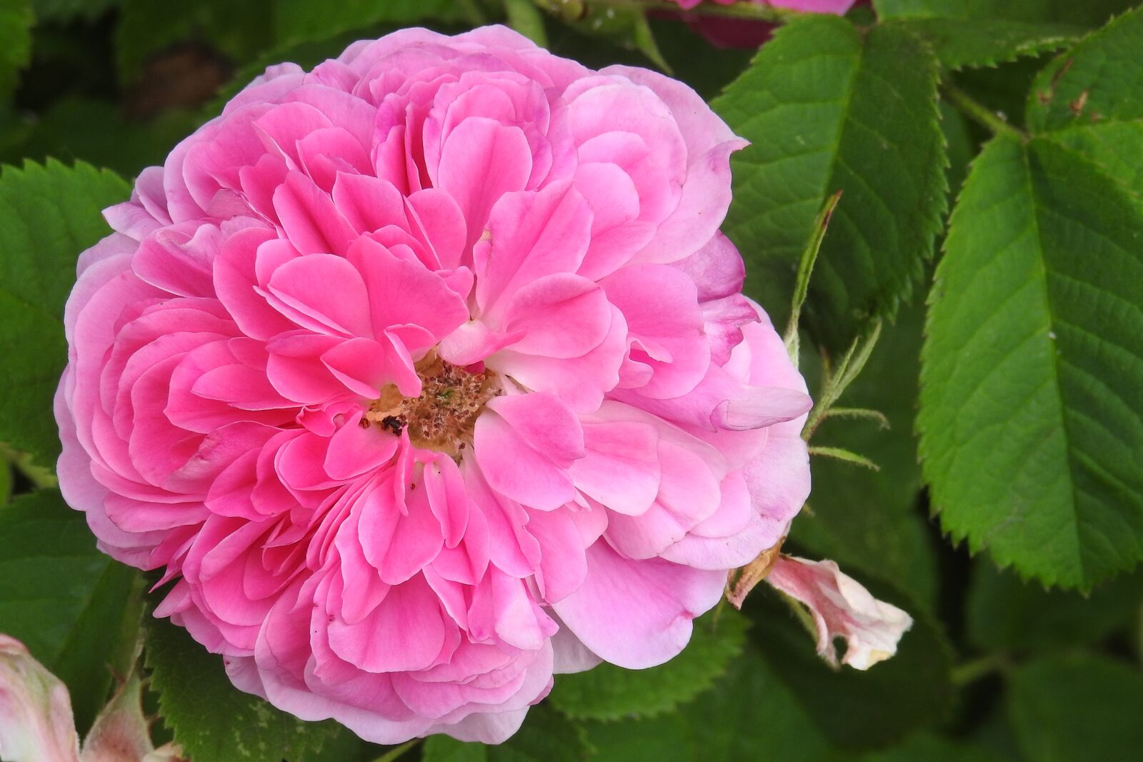 Nikon Coolpix P900 sample photo. Rose, pink rose, old photography