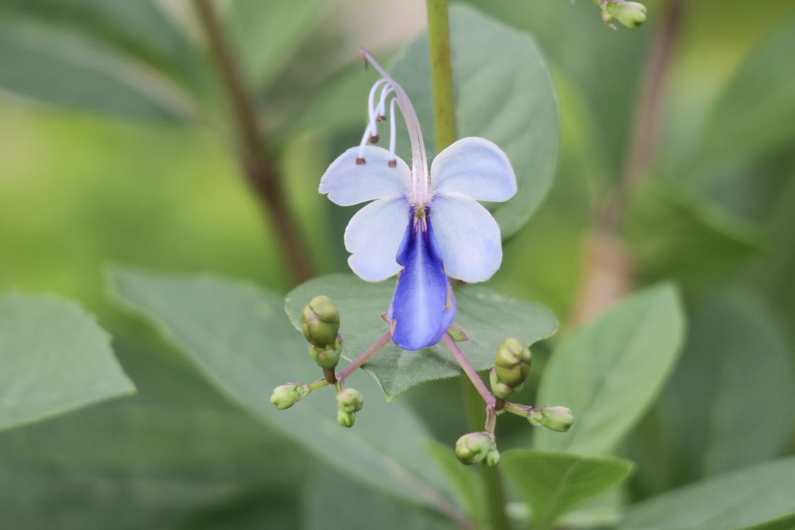 Canon PowerShot G3 X sample photo. Blue butterfly flower, nature photography
