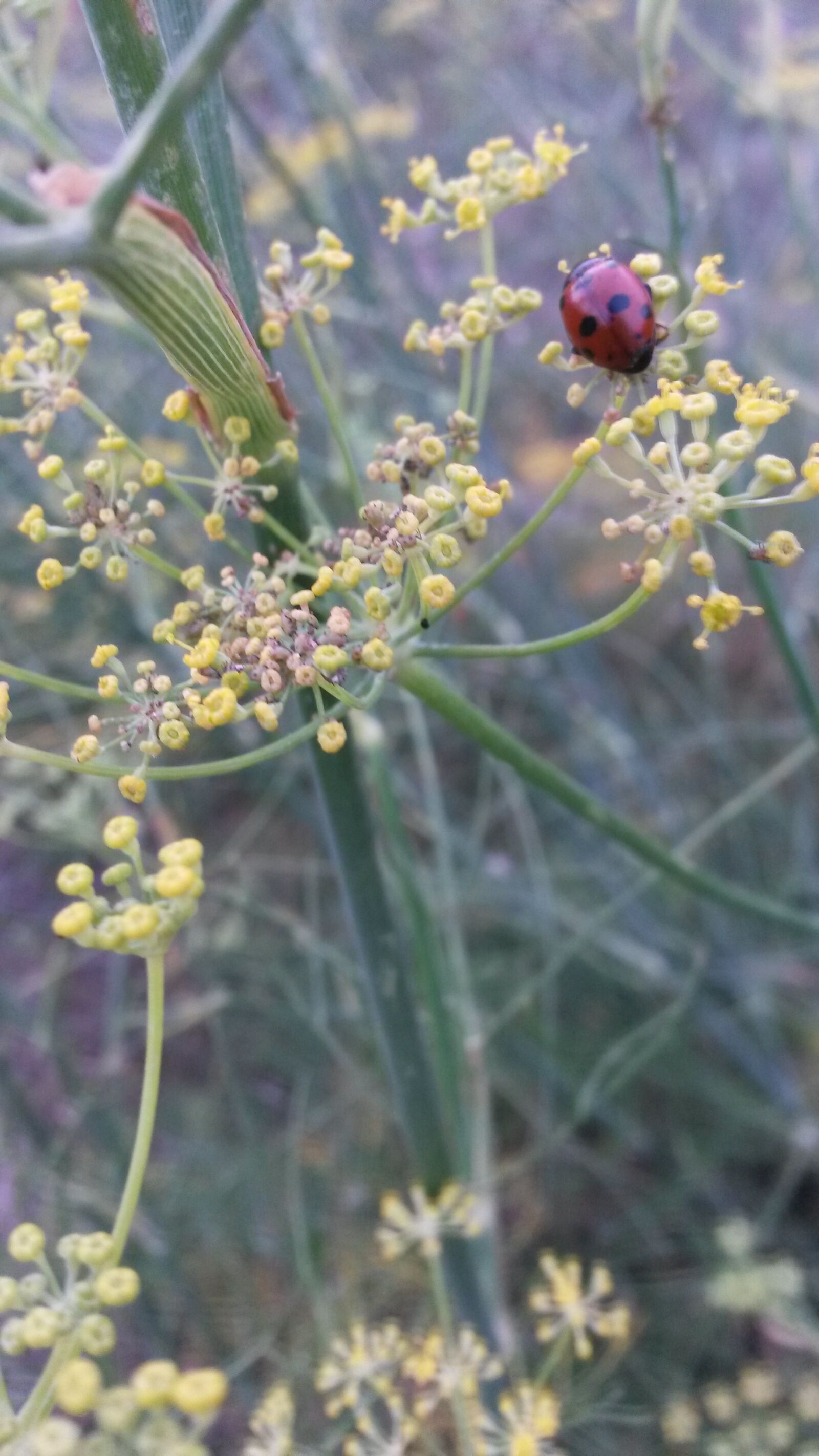 Samsung Galaxy S4 Mini sample photo. Fennel, ladybug, flower photography