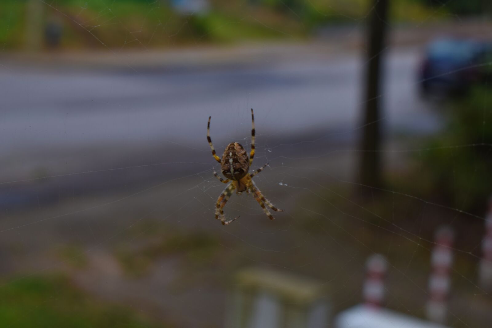 Nikon D3300 sample photo. Spider, araneus, close up photography
