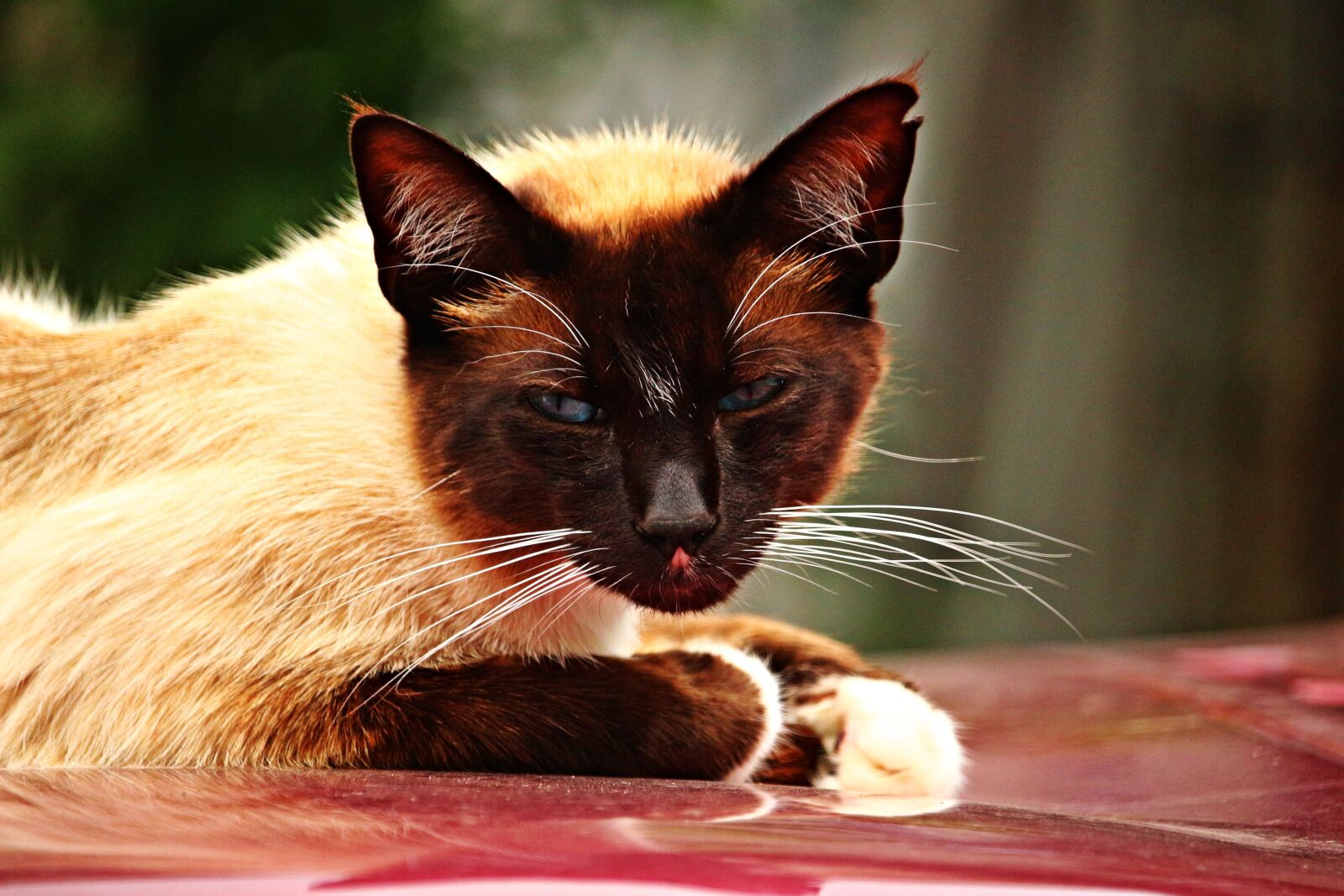 Canon EOS 100D (EOS Rebel SL1 / EOS Kiss X7) sample photo. Cat, mieze, kitten photography