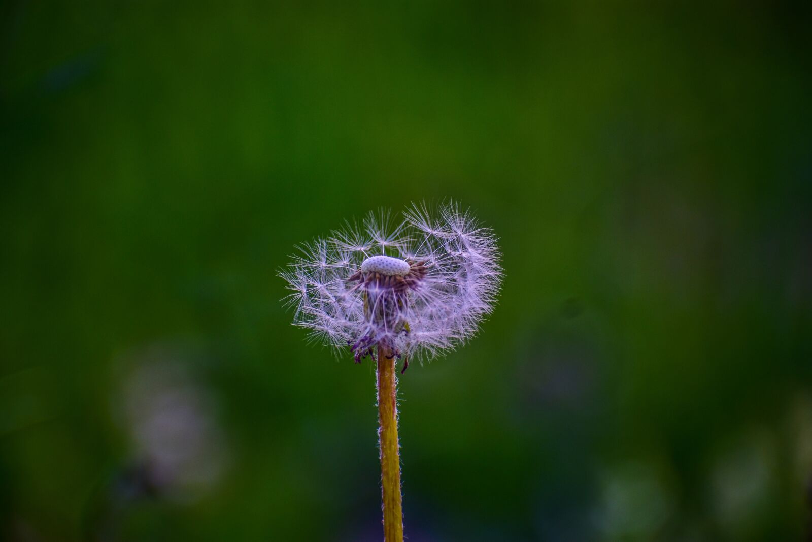 Nikon D3400 sample photo. Dandelion, flower, spring photography