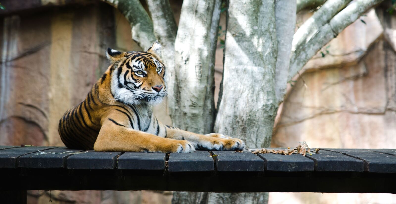 Nikon D5100 sample photo. Big cat, animal, carnivore photography