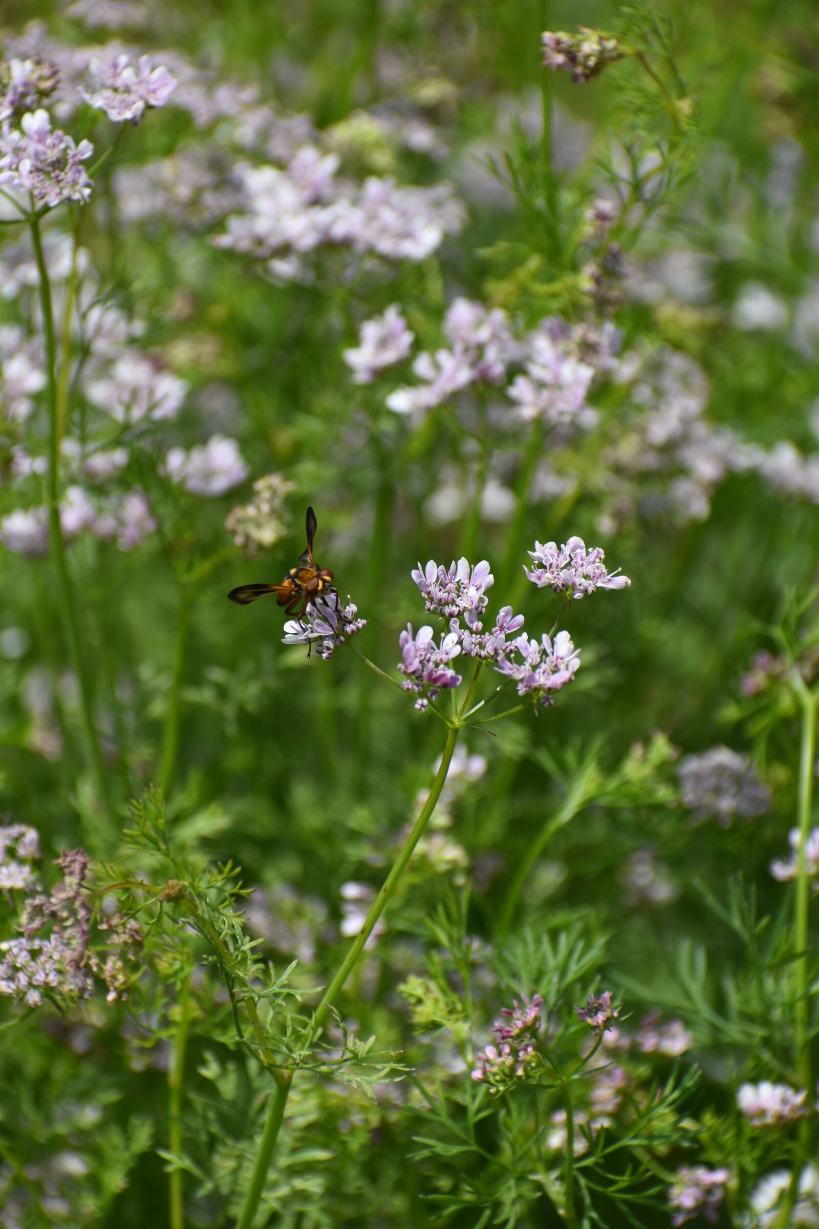 Nikon D3500 sample photo. Flowers, spring, flora photography
