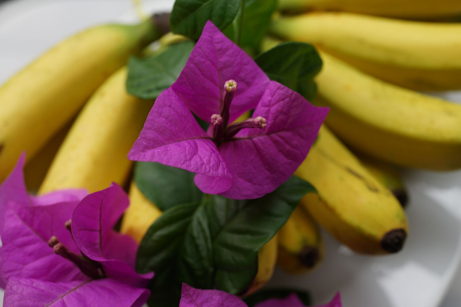 Sony Cyber-shot DSC-RX1R sample photo. Welcome platter, bananas, bougainvillea photography