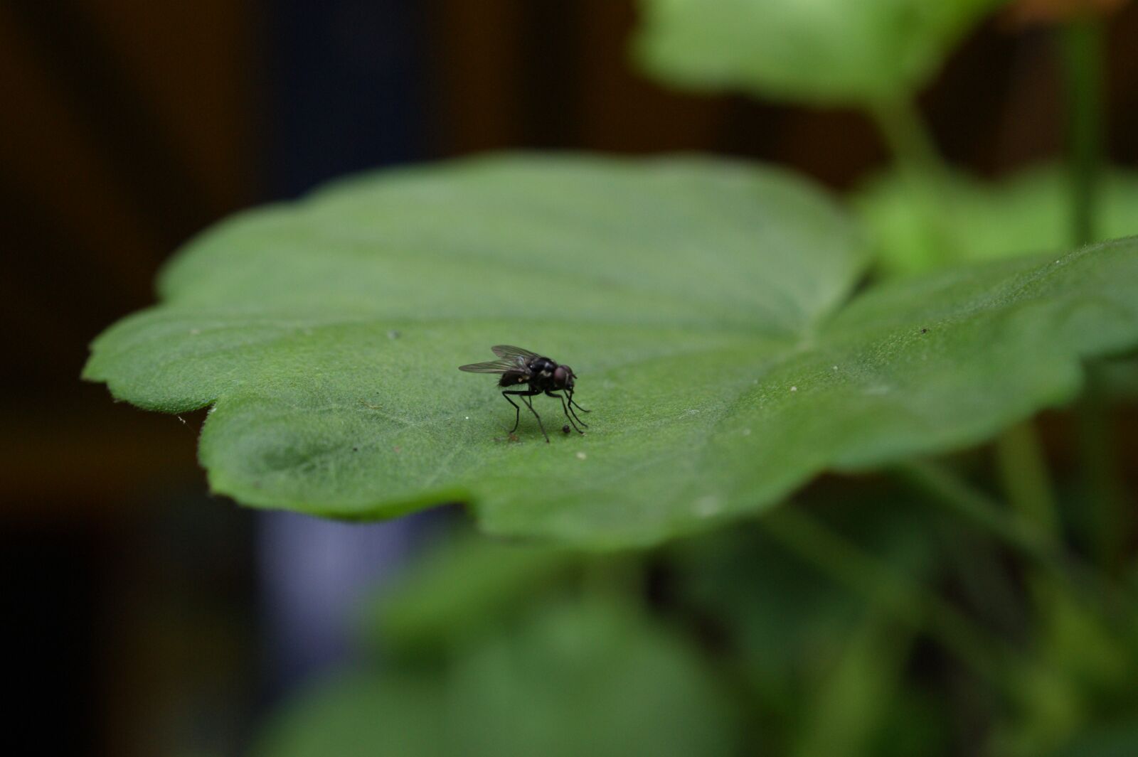 Sony Alpha DSLR-A390 sample photo. Nature, the, field photography