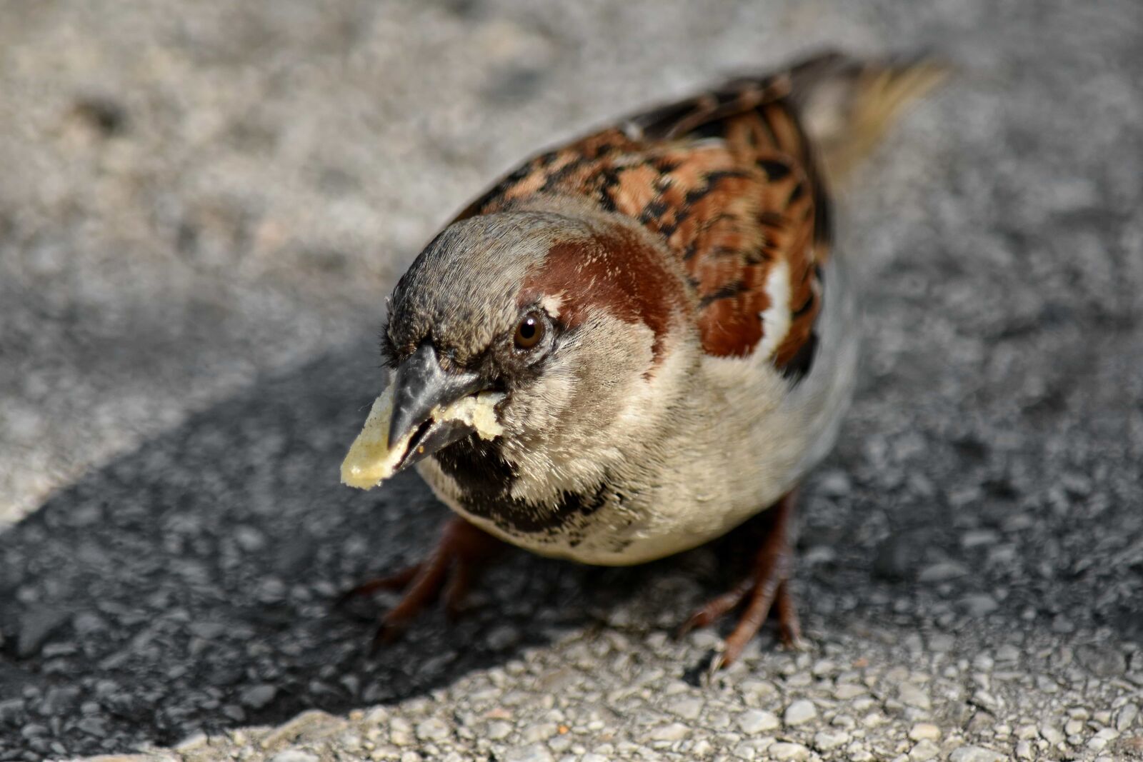 Nikon D5500 sample photo. Eating, head, sparrow, vertebrate photography