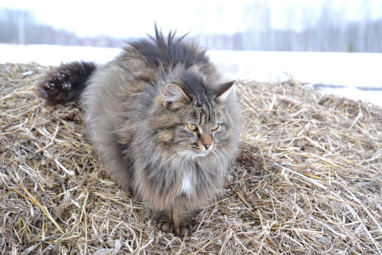 Nikon D3100 sample photo. Animals, cat, furry photography