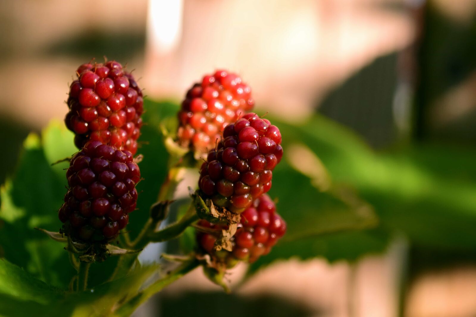Nikon D3300 sample photo. Nature, fruit, leaf, berry photography