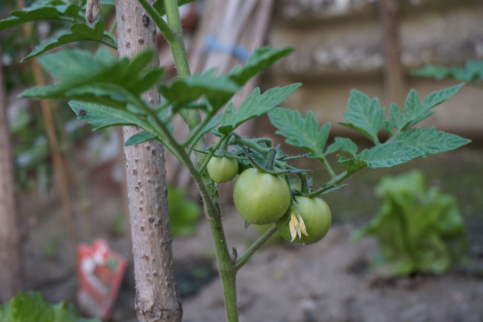 Sony a6000 sample photo. Green tomatoes, tomatoes, seedling photography