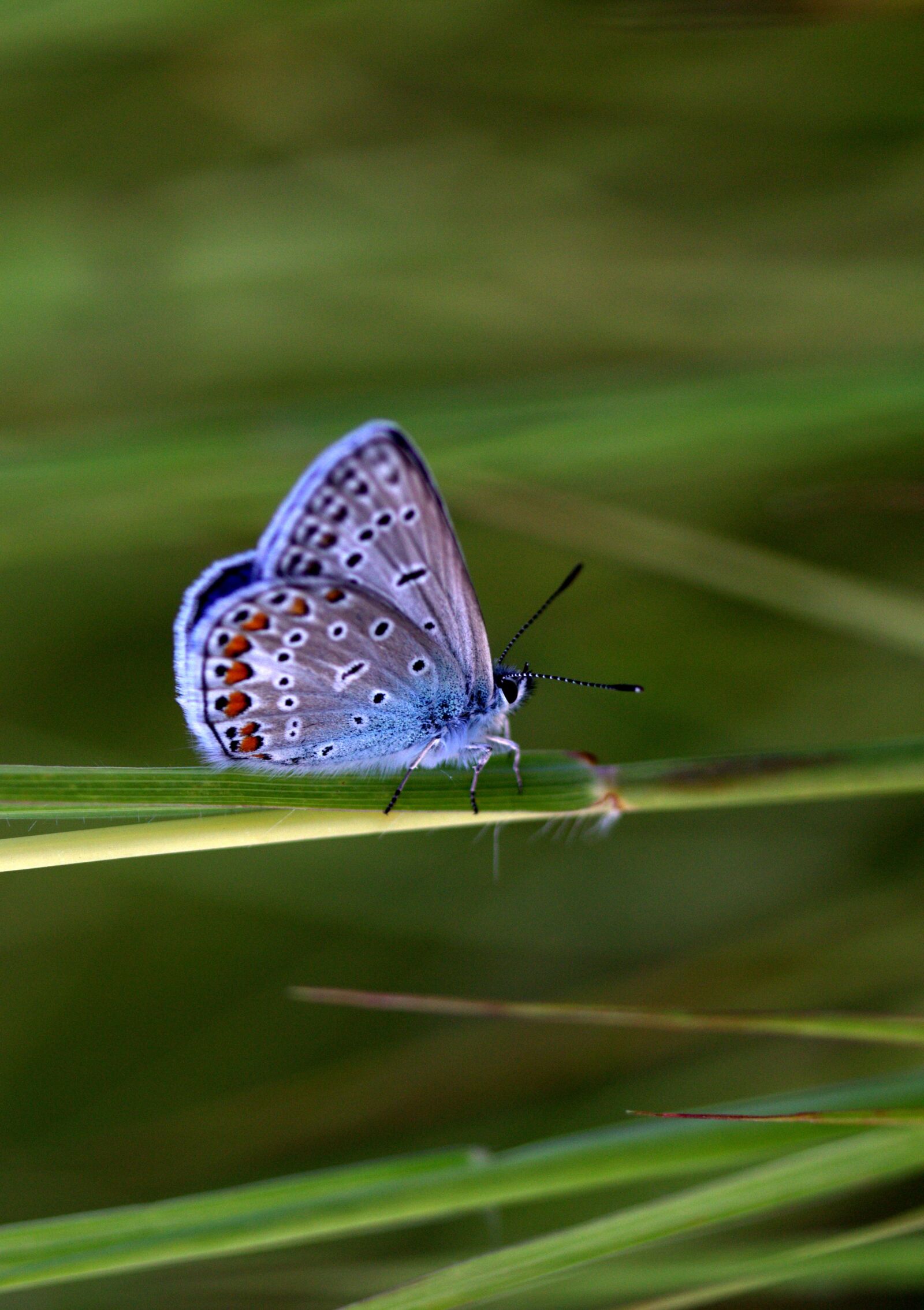 Canon EF-S 60mm F2.8 Macro USM sample photo. Butterfly, blue, wings photography