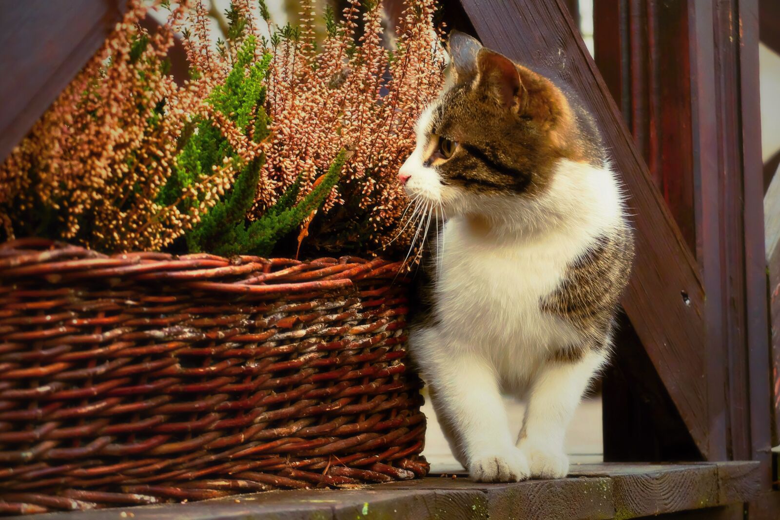 Fujifilm X30 sample photo. Animal, basket, cat, cats photography