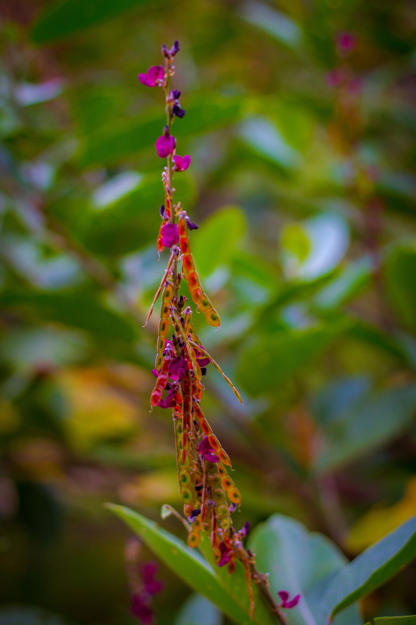 Canon EOS 700D (EOS Rebel T5i / EOS Kiss X7i) + Canon EF 50mm F1.8 STM sample photo. Flowers, beautiful, bloom photography