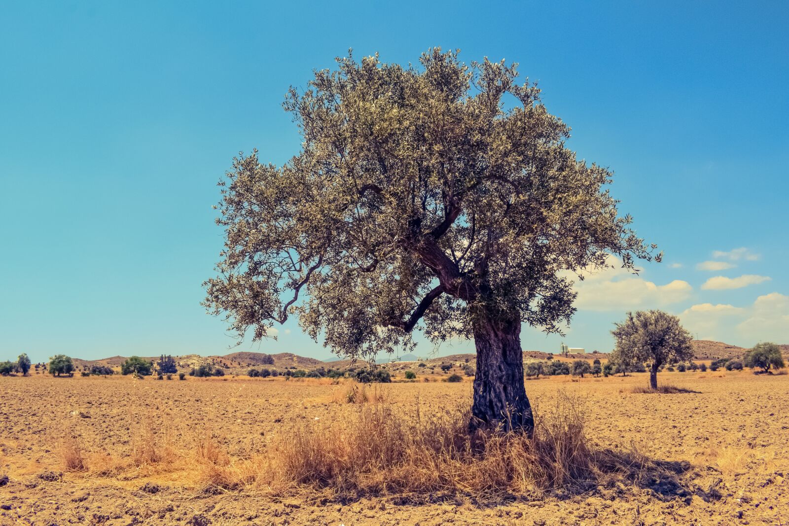 Nikon D3300 sample photo. Tree, field, countryside photography