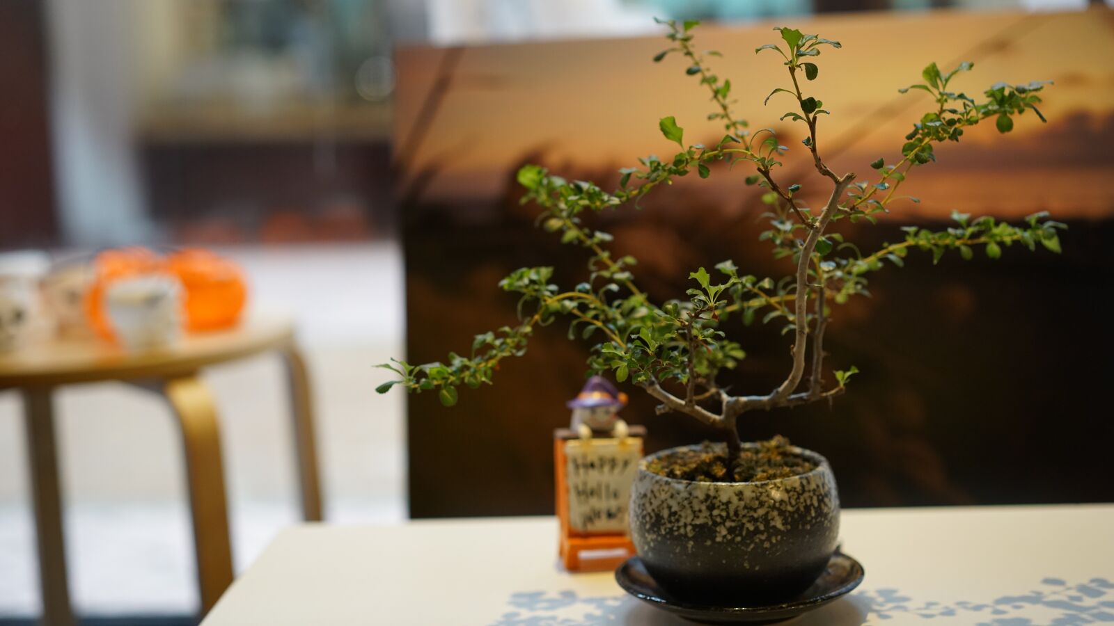Sony a7R II + Sony Sonnar T* FE 55mm F1.8 ZA sample photo. Wood, table, bonsai photography