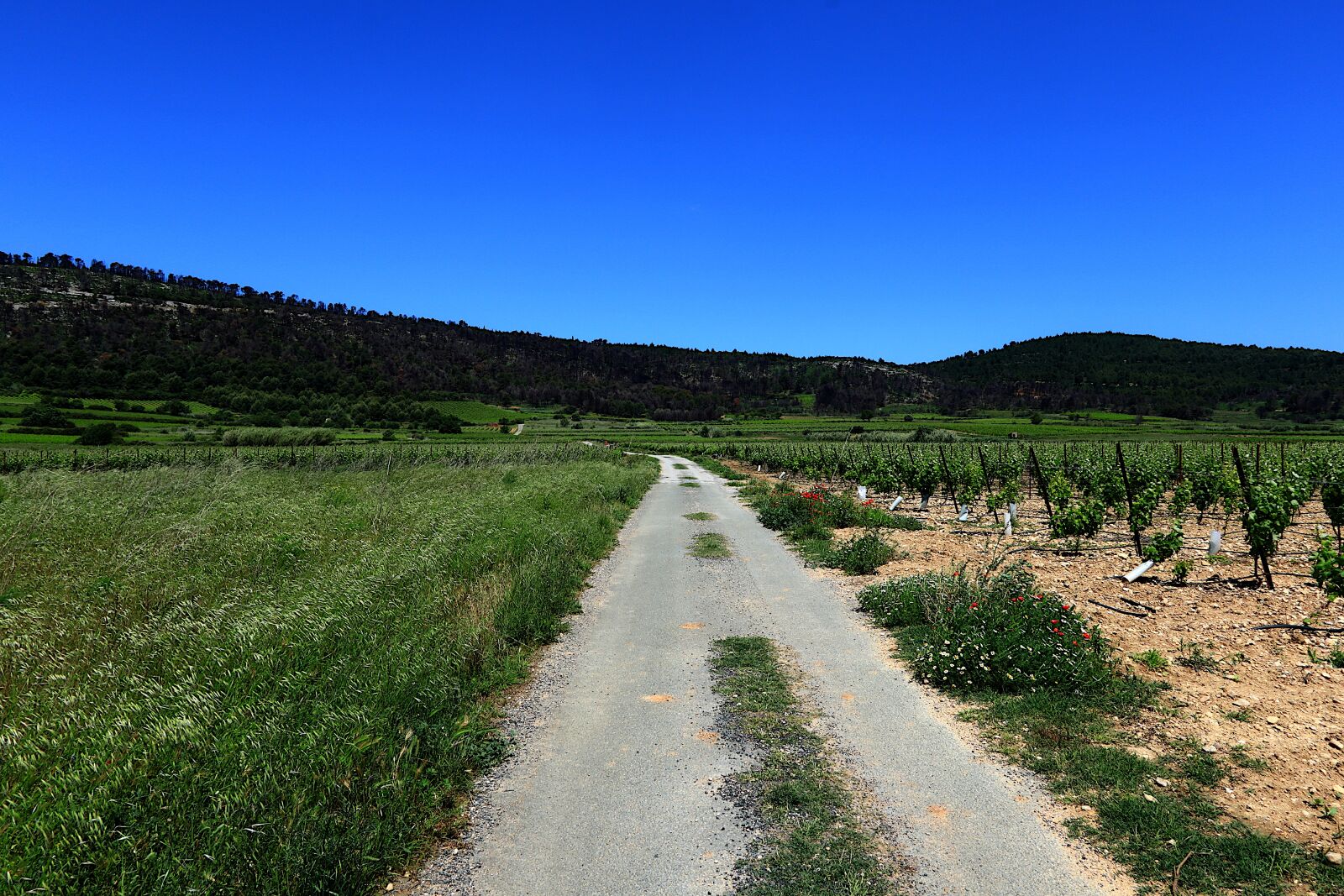 Canon PowerShot G1 X Mark III sample photo. Nature, vineyard, vines photography
