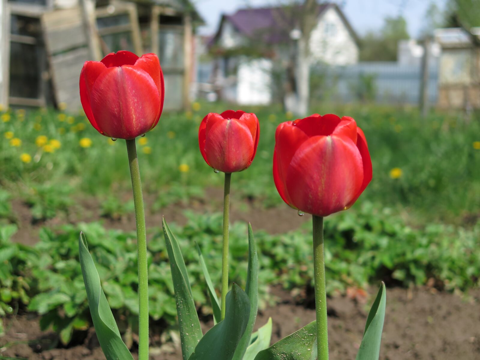 Canon PowerShot G16 sample photo. Dacha, tulip, garden photography