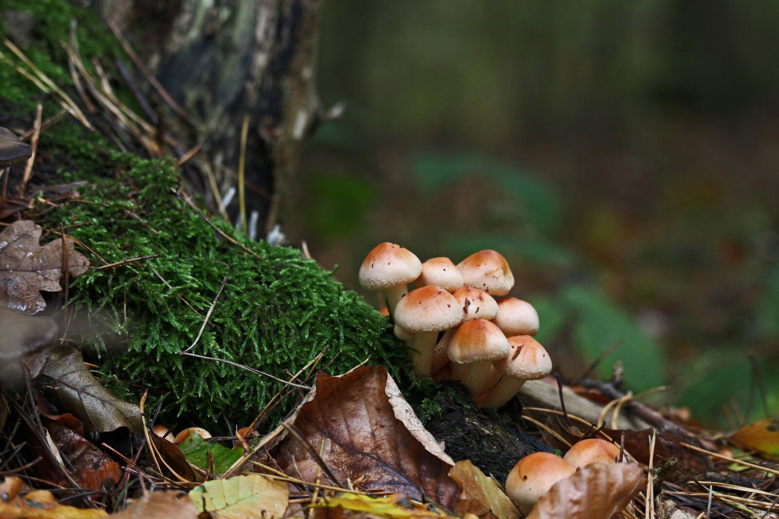 Canon EF-S 55-250mm F4-5.6 IS STM sample photo. Mushrooms, mushroom time, autumn photography