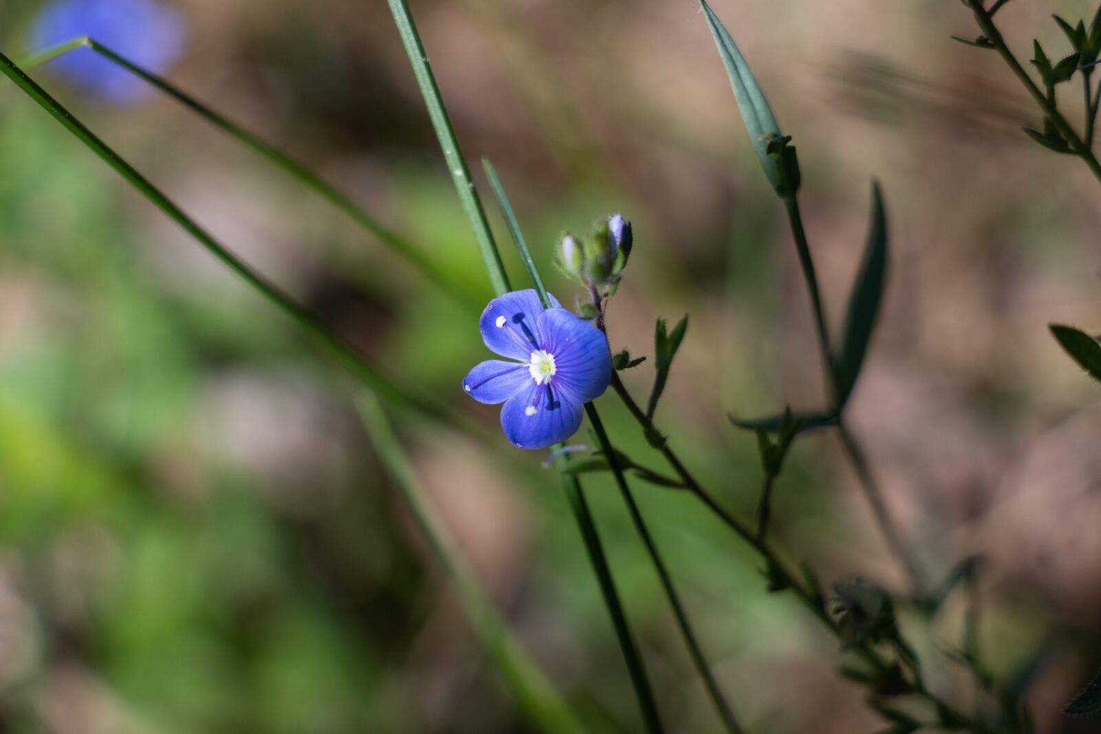 Canon EF-S 18-135mm F3.5-5.6 IS USM sample photo. Flower, blue, nature photography