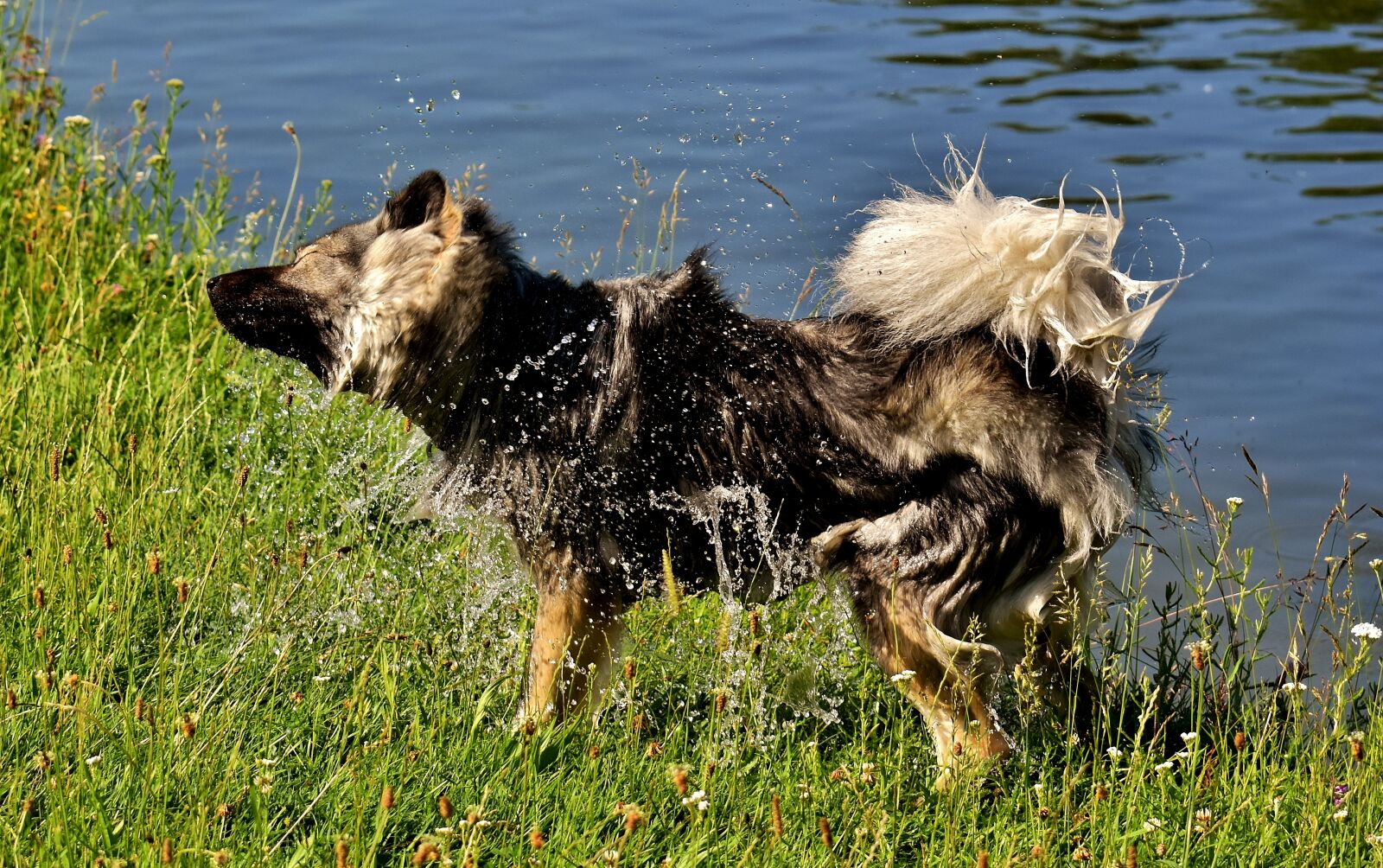 Nikon D7200 sample photo. Eurasians, wet, wet fur photography