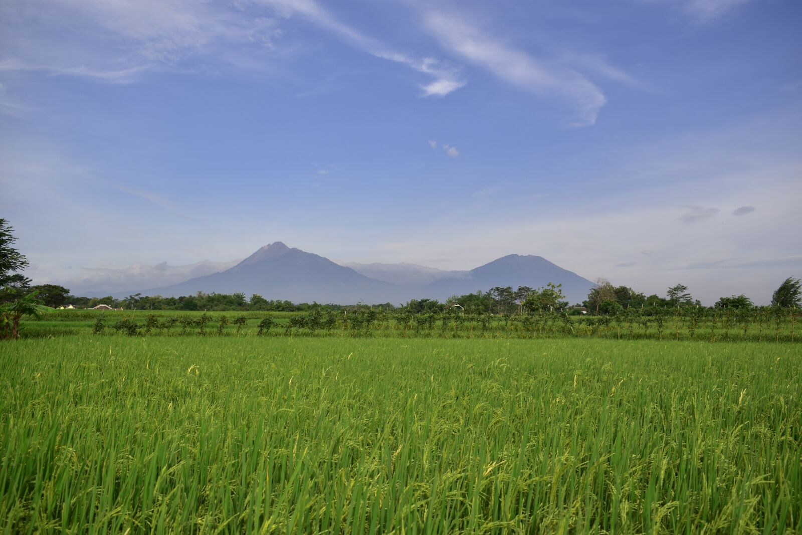 Nikon D3400 sample photo. Rice field, countryside, agriculture photography