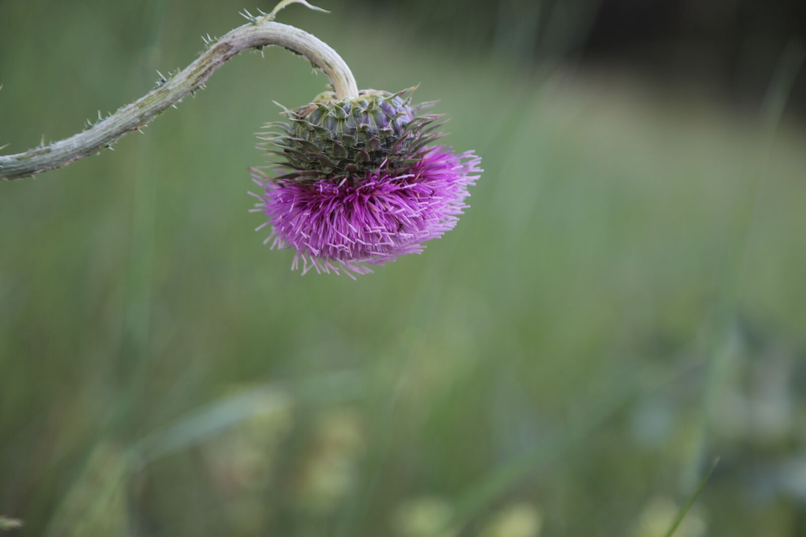 Canon EF 24-105mm F4L IS USM sample photo. Flower, plant, wildflowers photography