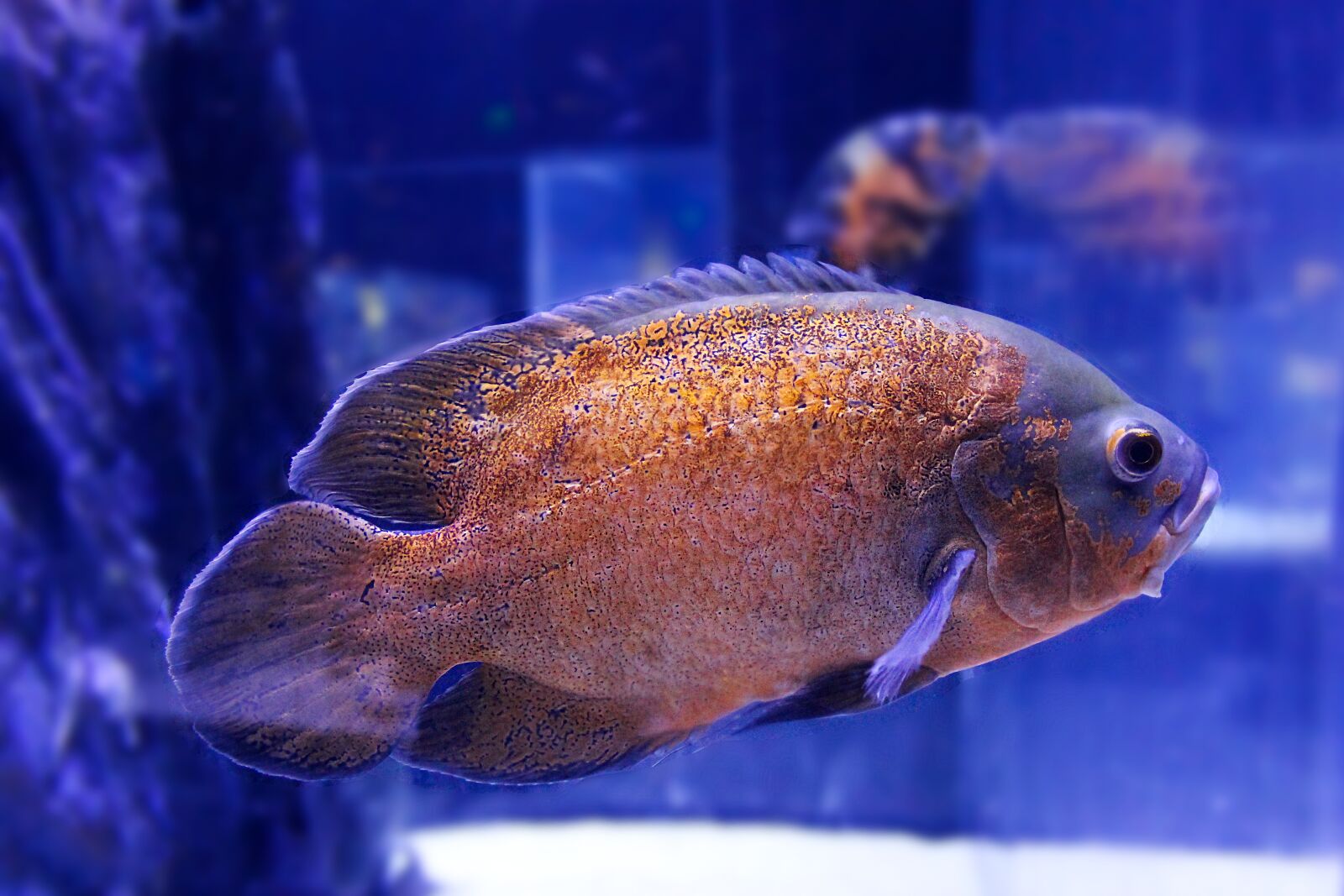 Зевсова рыба фото