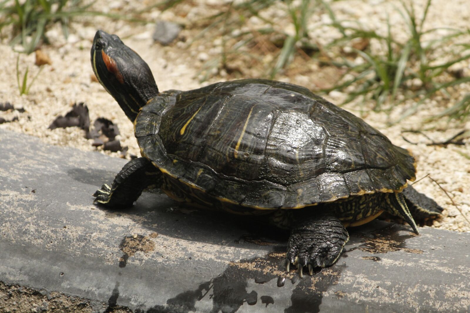 Canon EOS 1100D (EOS Rebel T3 / EOS Kiss X50) + Canon EF-S 55-250mm F4-5.6 IS sample photo. Turtle, water, water animal photography