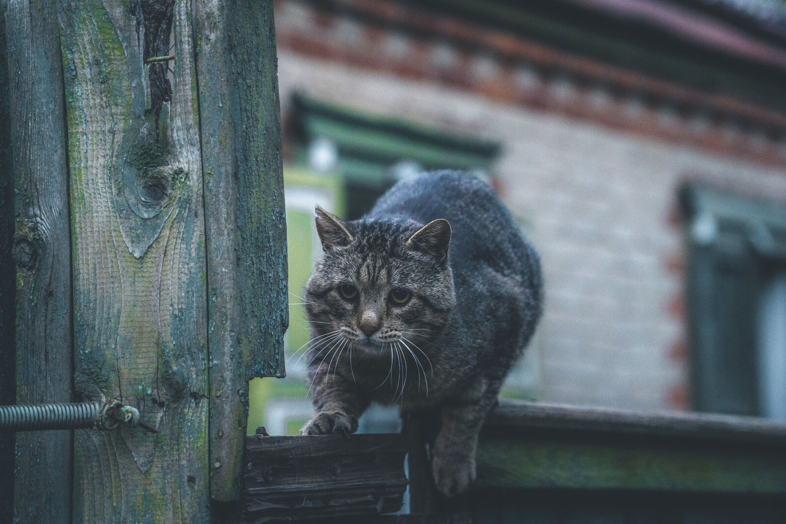Sony a7 III + Sony FE 24-105mm F4 G OSS sample photo