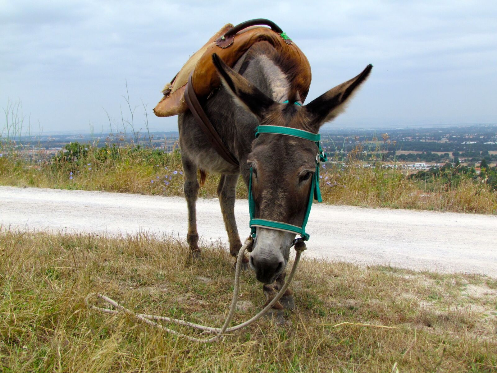 Canon PowerShot SX30 IS sample photo. Donkey, animal, portugal photography