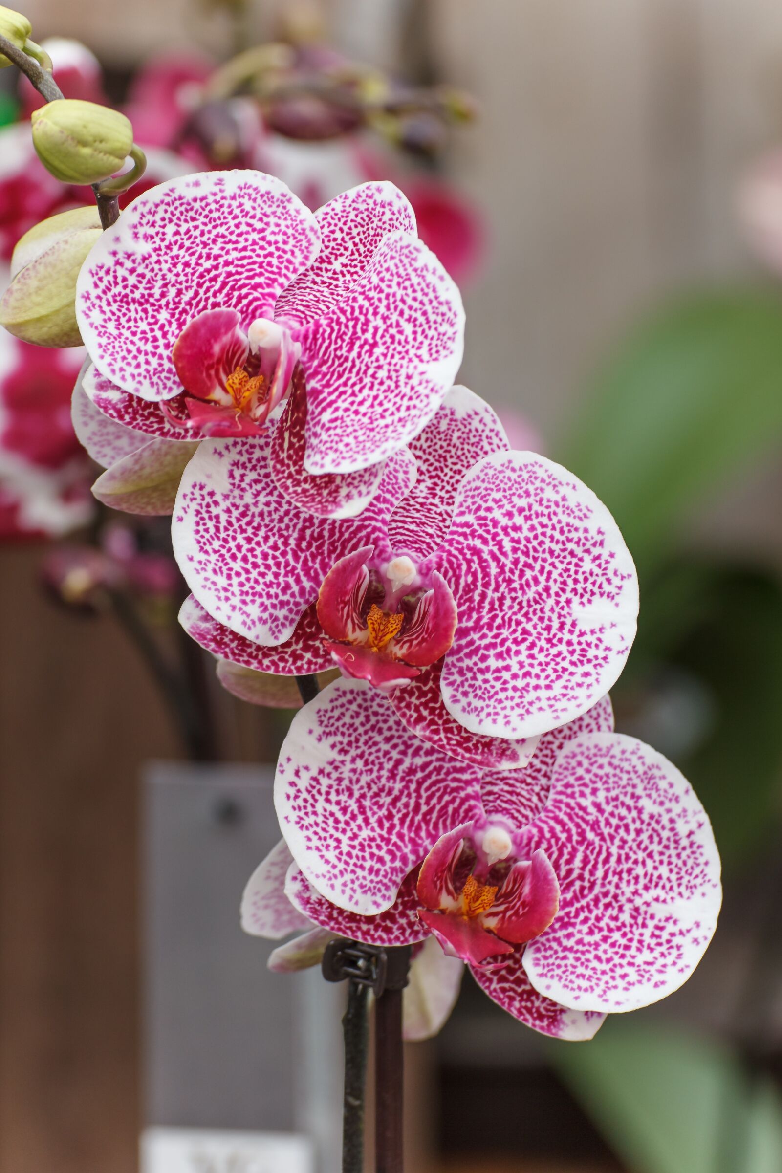 Canon EOS 550D (EOS Rebel T2i / EOS Kiss X4) sample photo. Flower, orchid, nature photography