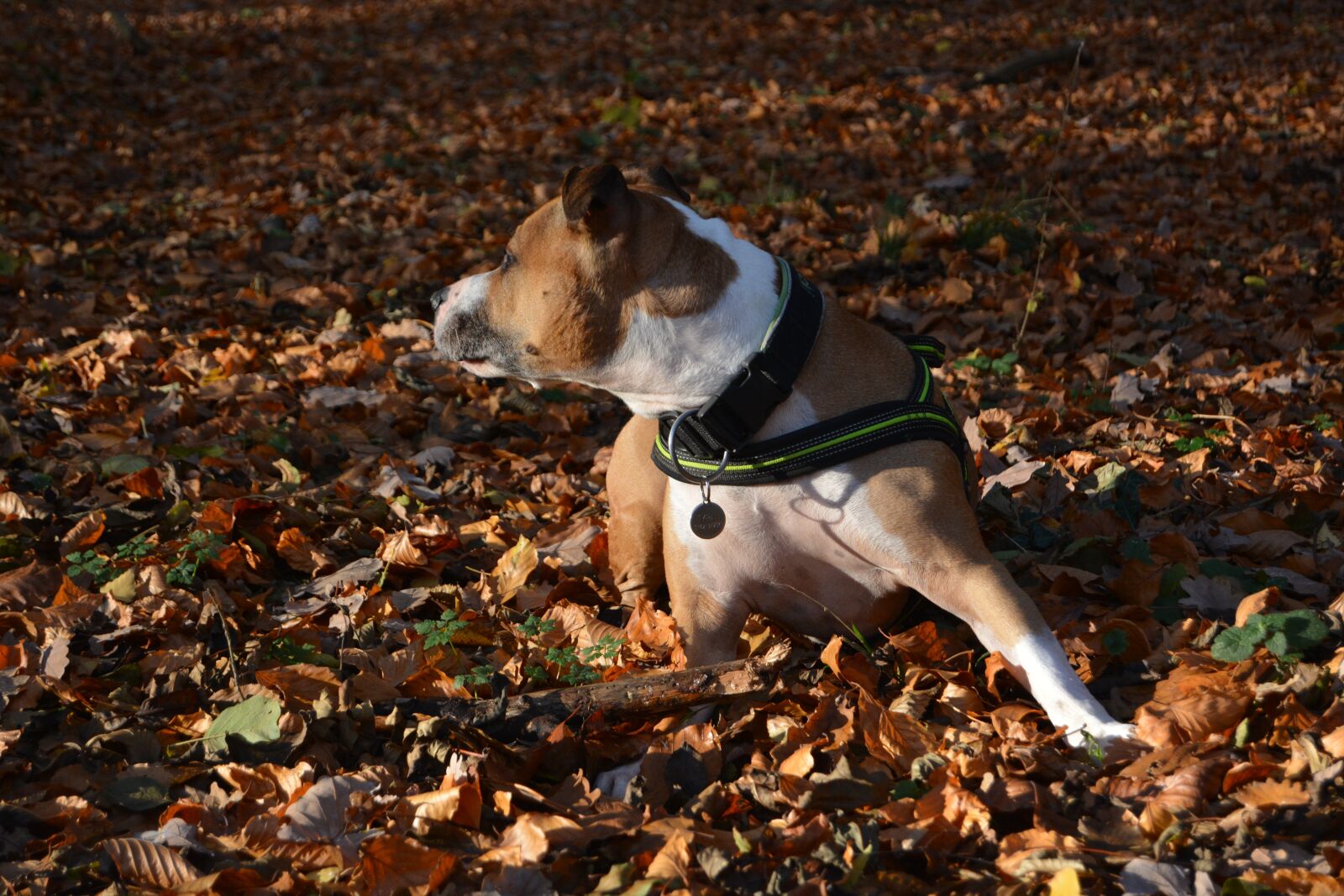 Nikon D5200 sample photo. Dog, autumn, amstaff photography