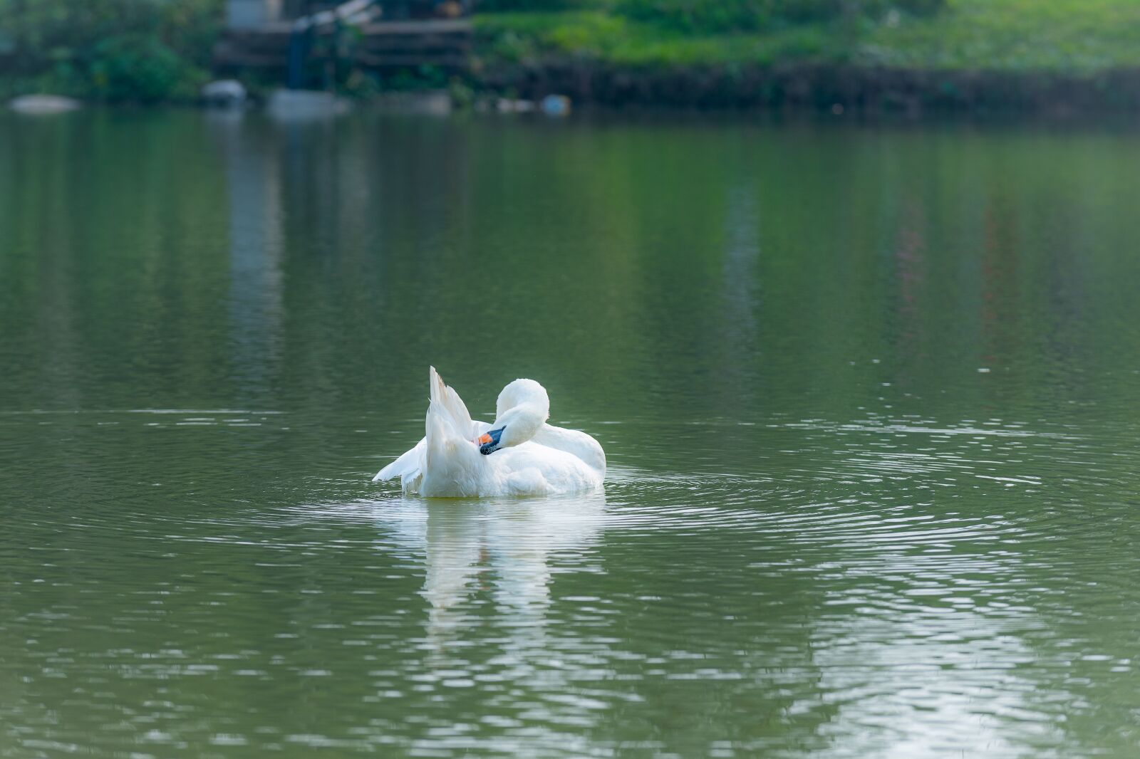 Nikon D810 sample photo. Swan, outdoor, water photography