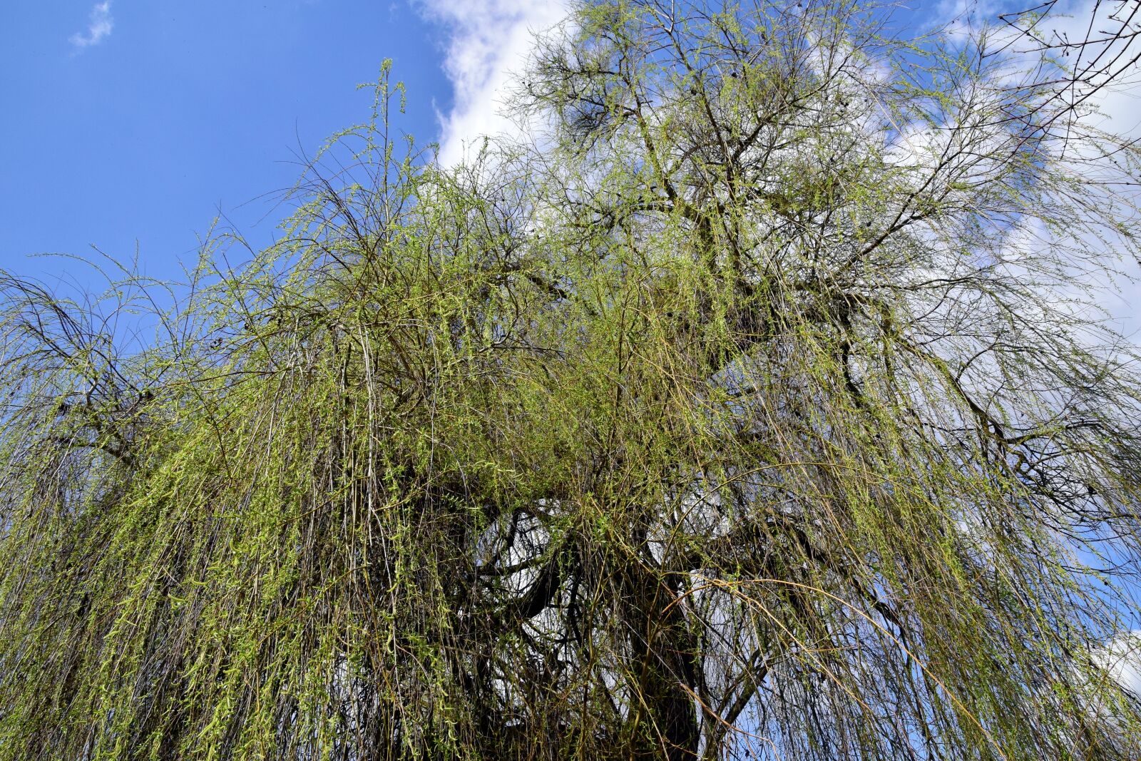 Nikon D3300 sample photo. Pasture, spring, tree photography