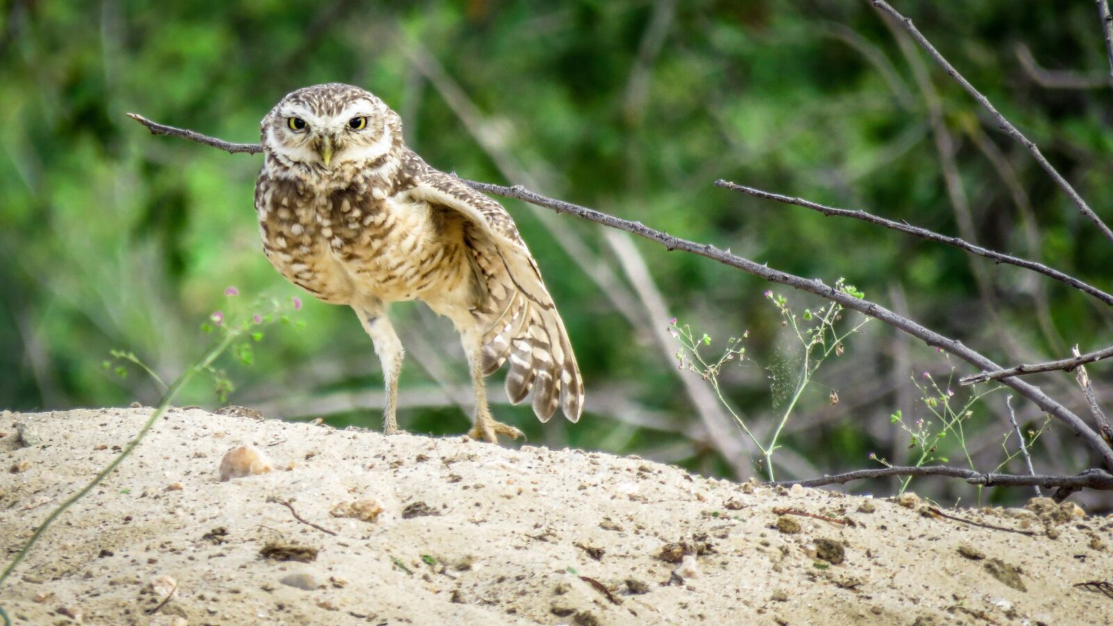 Canon PowerShot SX60 HS sample photo. Owl, bird, plumage photography