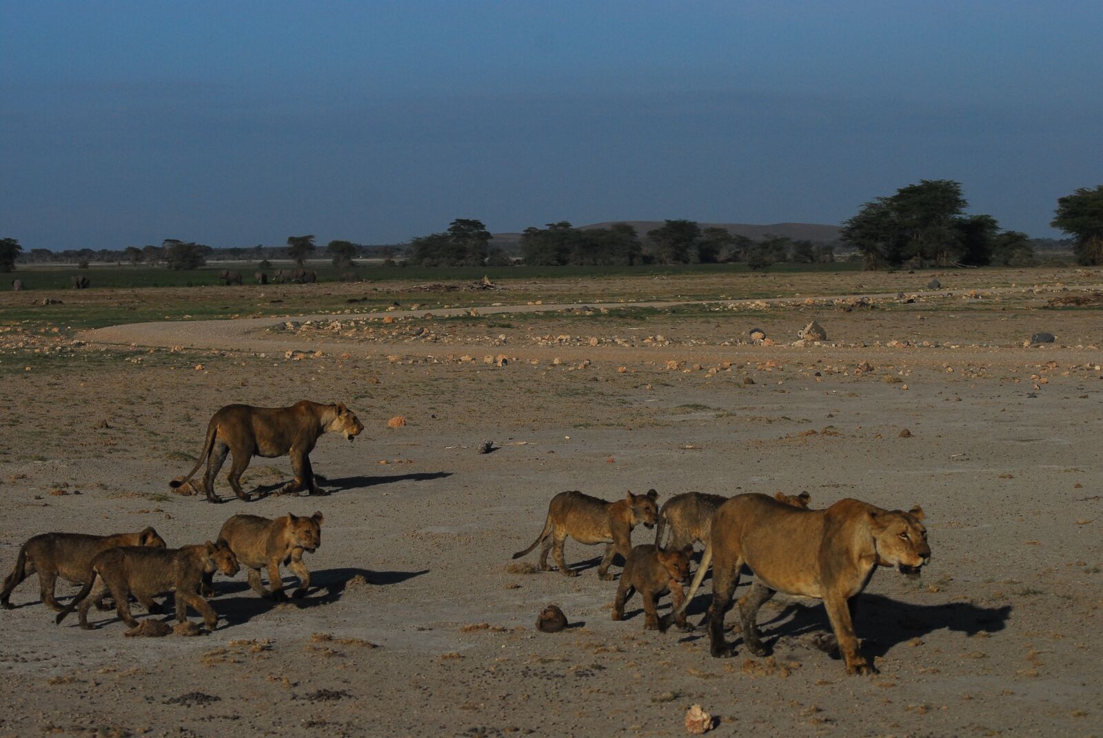 Nikon D200 sample photo. Lions, kenya, africa photography