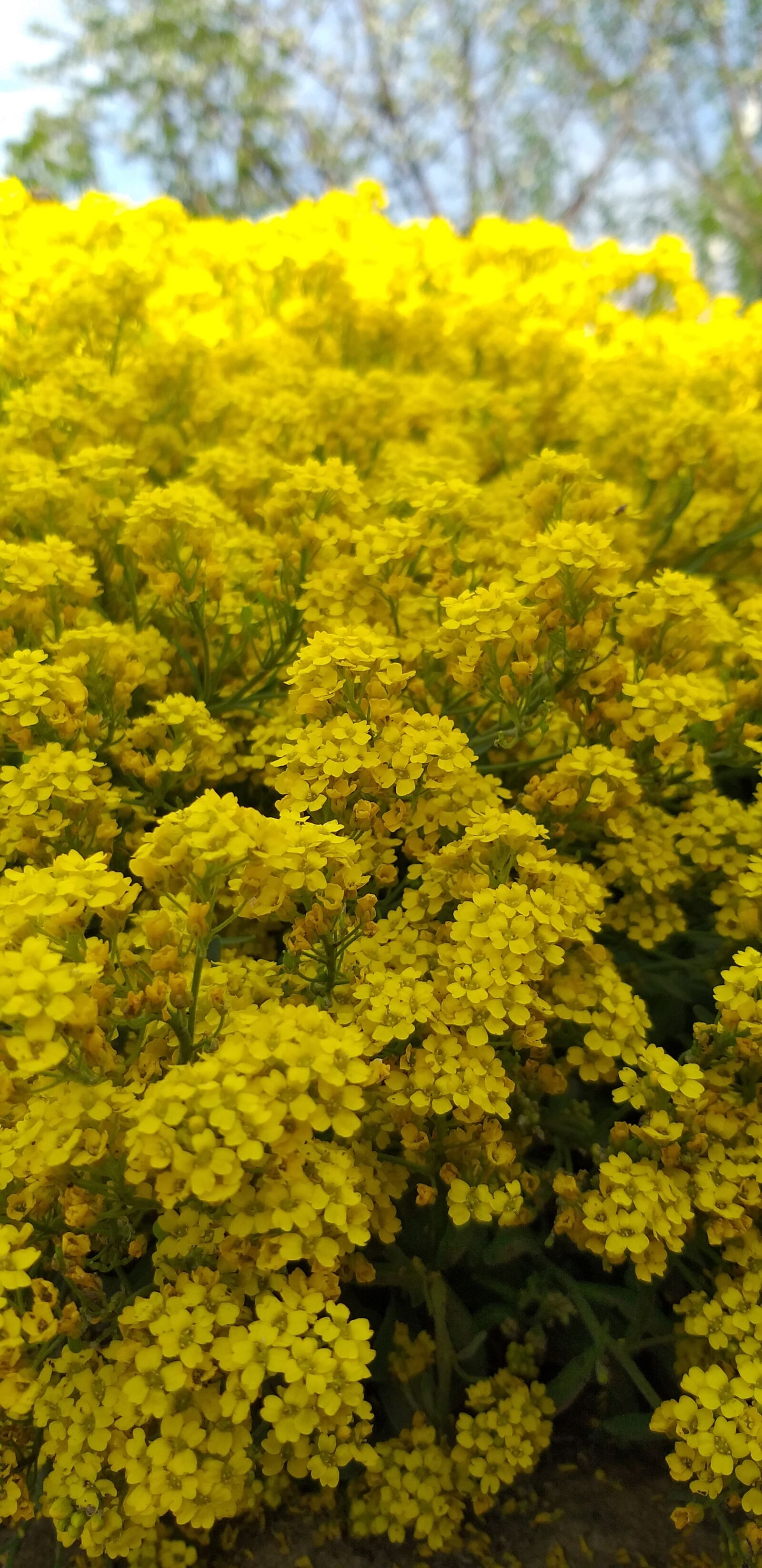 Samsung Galaxy A6+ sample photo. Yellow, flowers, nature photography