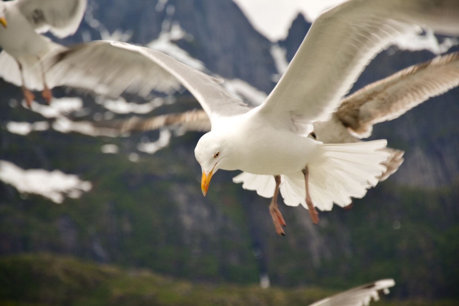 Nikon D3100 sample photo. Seagull, sky, bird photography
