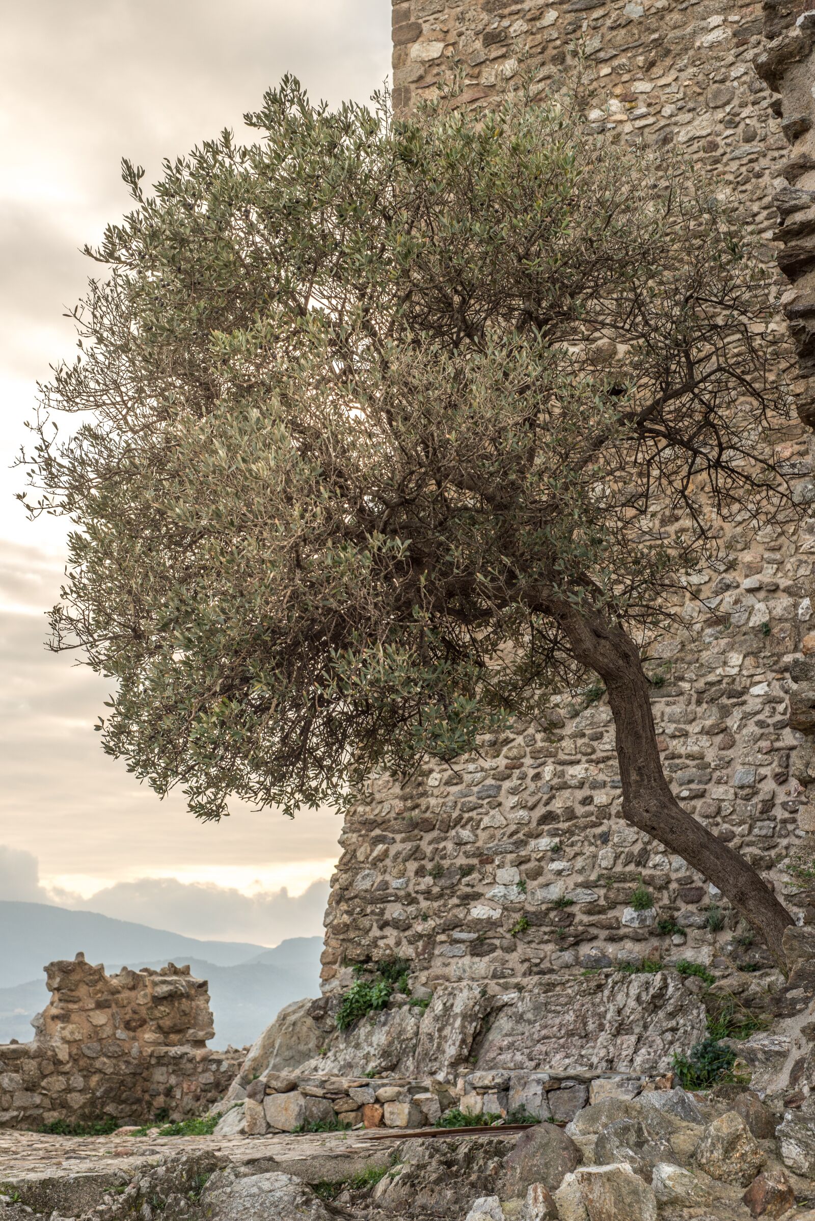 Nikon D610 sample photo. Castle, tree, ruin photography