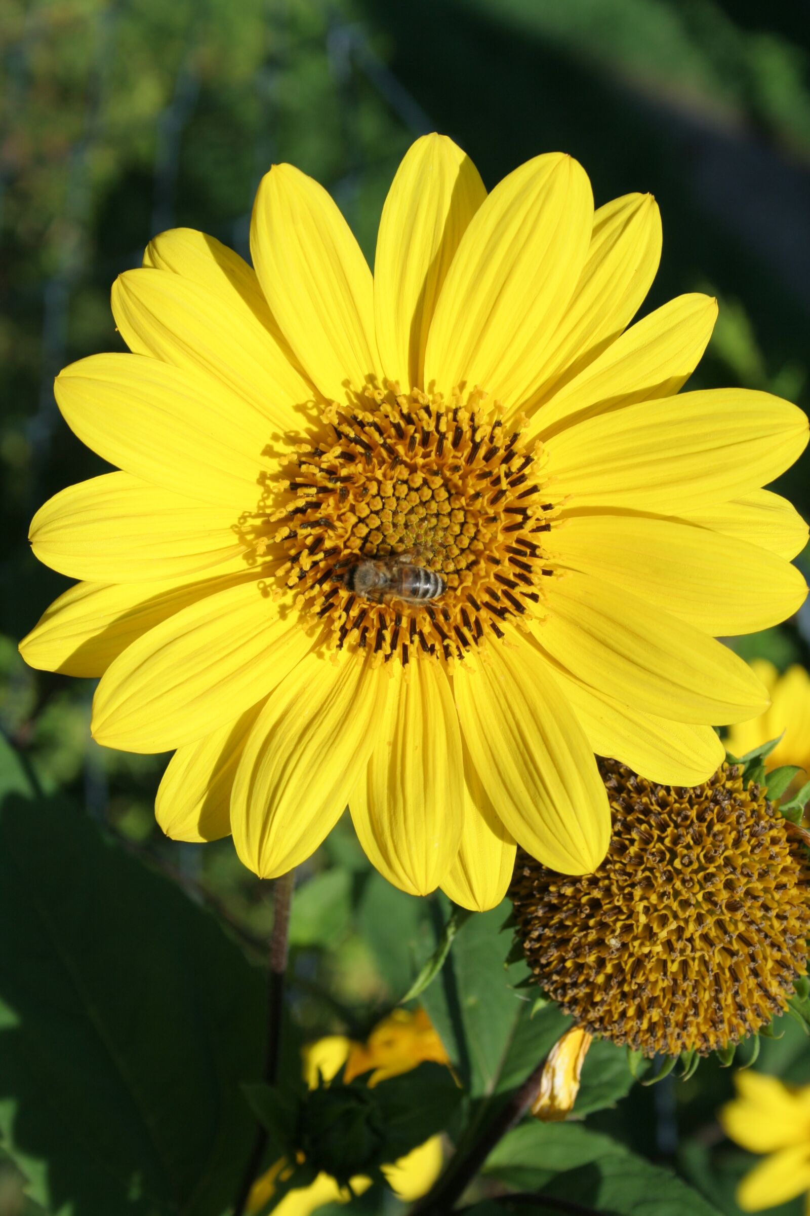 Canon EOS 350D (EOS Digital Rebel XT / EOS Kiss Digital N) sample photo. Sunflower, yellow garden, flower photography