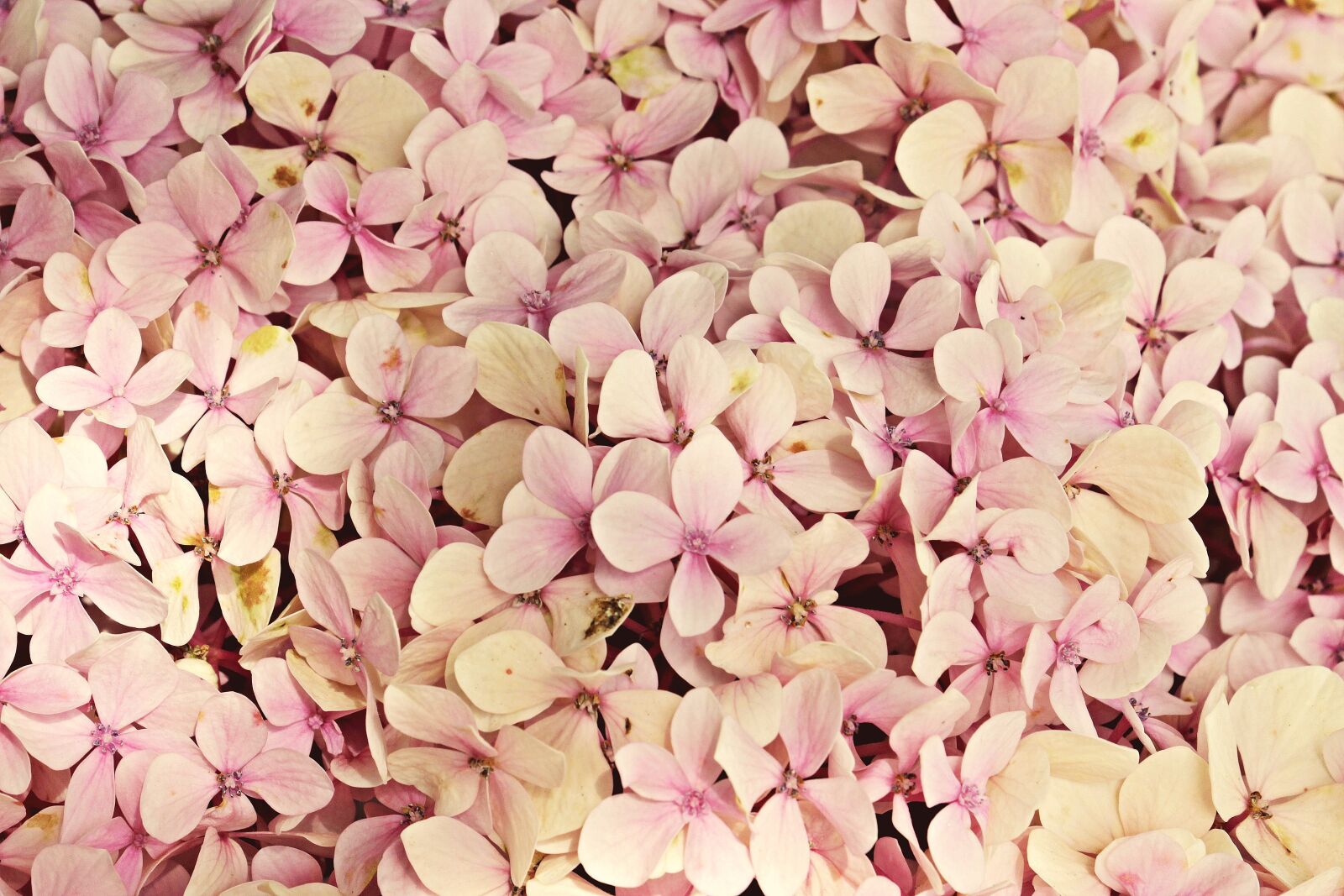 Canon EOS 100D (EOS Rebel SL1 / EOS Kiss X7) sample photo. Hydrangea, flowers, flower photography