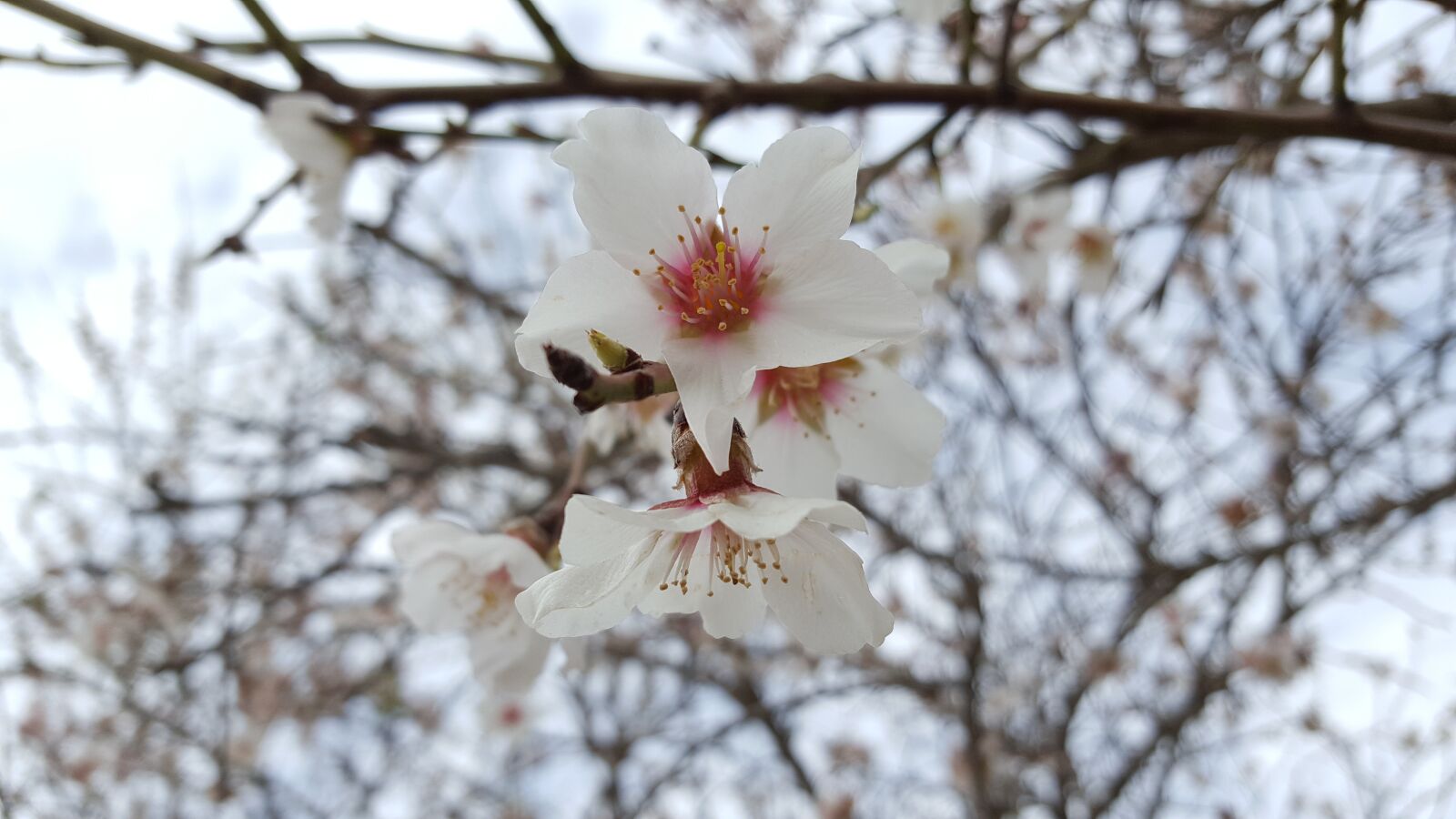 Samsung Galaxy S6 sample photo. Flowers, white, beauty photography
